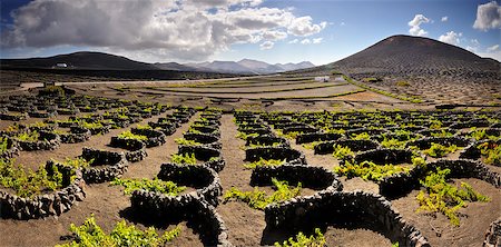 spanish drink - Traditional vineyards in La Geria where the wines are produced in a volcanic ash soil. Lanzarote, Canary islands Stock Photo - Rights-Managed, Code: 862-05999241