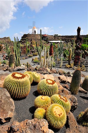 Jardin de Cactus (Cesar Manrique). Lanzarote, îles Canaries Photographie de stock - Rights-Managed, Code: 862-05999250