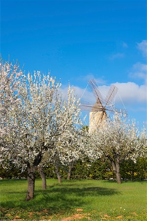 simsearch:862-05999468,k - Windmill nearby Santa Maria del Cami, Cala S'Amonia, Majorca, Balearics, Spain Stock Photo - Rights-Managed, Code: 862-05999336