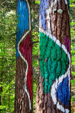 Oma forest by Agustín Ibarrola, Oma, Vizcaya. Spain. Stock Photo - Rights-Managed, Code: 862-05999368