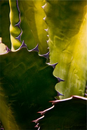 Détail d'un Cactus à Lanzarote, Espagne Photographie de stock - Rights-Managed, Code: 862-05999403