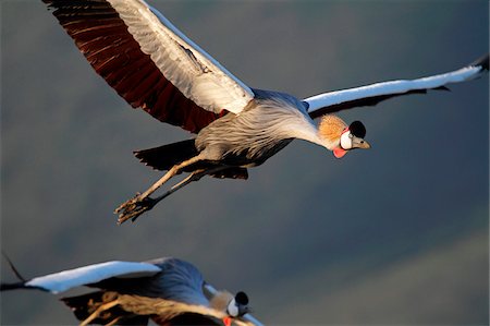 simsearch:862-05998401,k - Grau gekrönt Kraniche im Flug, Ngorongoro Crater, Tansania. Stockbilder - Lizenzpflichtiges, Bildnummer: 862-05999545