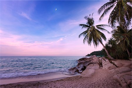 simsearch:6119-08568410,k - Thailand, Ko Samui, Chaweng beach, Palm tree overhanging sea Foto de stock - Con derechos protegidos, Código: 862-05999542