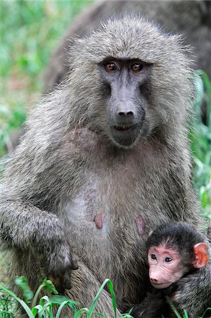 simsearch:862-05998406,k - Olive baboon and newborn young, Ngorongoro Crater, Tanzania Foto de stock - Con derechos protegidos, Código: 862-05999556