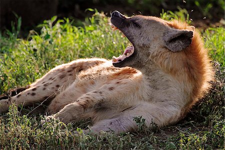 Hyène tachetée bâillement, Parc National du Serengeti en Tanzanie Photographie de stock - Rights-Managed, Code: 862-05999557