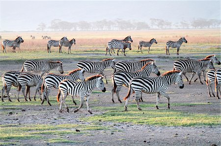 plaines - Troupeau de zèbres de plaines, le cratère de Ngorongoro, Tanzanie Photographie de stock - Rights-Managed, Code: 862-05999550