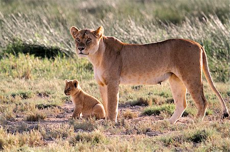 panthera leo - Lioness with six-week-old cub in the Ndutu region of Serengeti National Park, Tanzania. Stock Photo - Rights-Managed, Code: 862-05999565