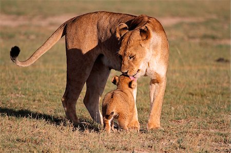 rift valley - Lioness greets her six-week-old cub in the Ndutu region of Serengeti National Park, Tanzania. Stock Photo - Rights-Managed, Code: 862-05999566