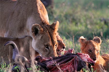 female lion with cubs - Lioness and cubs on a wildebeest kill in the Ndutu region of Serengeti National Park, Tanzania. Stock Photo - Rights-Managed, Code: 862-05999567