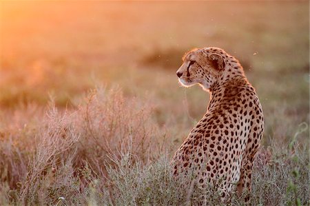 savannah sunset - Adult female cheetah bathed in early evening light on the short-grass plains of the Ndutu region, Serengeti National Park, Tanzania. Stock Photo - Rights-Managed, Code: 862-05999570