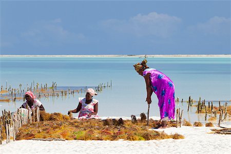 Tanzania, Zanzibar, Unguja, Jambiani. Ladies harvesting seaweed at low tide. Stock Photo - Rights-Managed, Code: 862-05999583