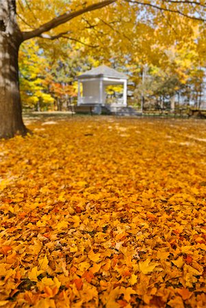 United States, USA, Vermont, Newfane. a gazebo under the fall foliage in autumn. Foto de stock - Con derechos protegidos, Código: 862-05999595