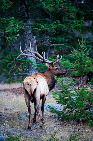 North America, USA, United States of America, Colorado, Rocky Mountain National Park, bull elk Fotografie stock - Rights-Managed, Codice: 862-05999625