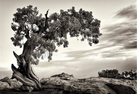 U.S.A., Utah, Dead Horse State Park, Juniper Tree. Stock Photo - Rights-Managed, Code: 862-05999637