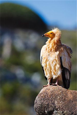 Yemen, Socotra. An Egyptian Vulture stands on a rock. Foto de stock - Con derechos protegidos, Código: 862-05999700