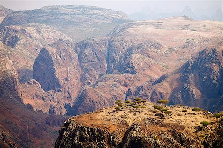 Yemen, Socotra, Dixam Plateau. Dragon Blood Trees. Stock Photo - Rights-Managed, Code: 862-05999701