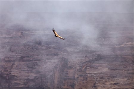 simsearch:862-05999703,k - Yemen, Sana'a Province, Bokhur Plateau. A Griffon Vulture soars against a cliff face. Stock Photo - Rights-Managed, Code: 862-05999713