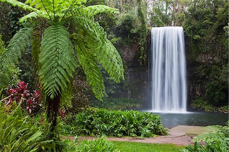 simsearch:862-06825240,k - Australia, Queensland, Millaa Millaa.  Millaa Millaa Falls on the Atherton Tablelands near Cairns. Foto de stock - Con derechos protegidos, Código: 862-06540735