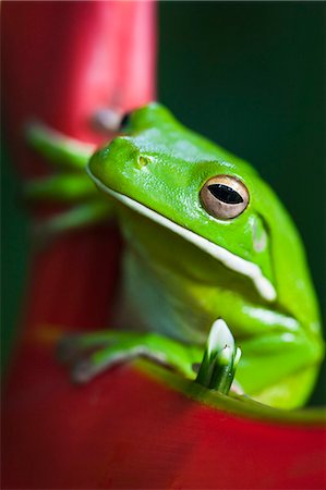 Australia, Queensland, Cairns.  White lipped tree frog , Litoria infrafrenata, on a heliconia flower. Stock Photo - Rights-Managed, Code: 862-06540743