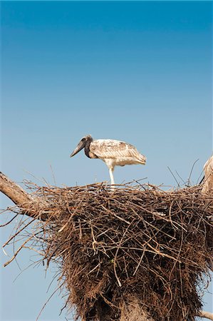 pantanal people - South America, Brazil, Mato Grosso do Sul, a Jabiru storks chick Stock Photo - Rights-Managed, Code: 862-06540975