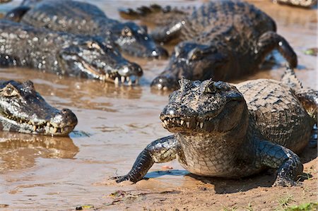 South America, Brazil, Mato Grosso do Sul, Yacare Caimans in the Brazilian Pantanal Stock Photo - Rights-Managed, Code: 862-06541005