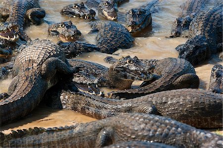 South America, Brazil, Mato Grosso do Sul, Yacare Caiman in the Brazilian Pantanal Stock Photo - Rights-Managed, Code: 862-06541006