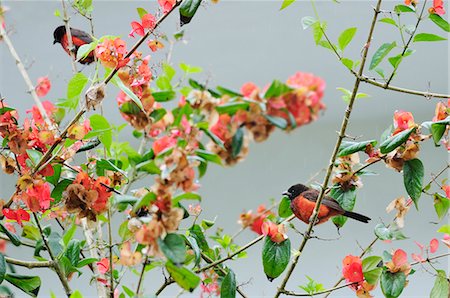 simsearch:862-06541079,k - Two birds perched on tree, Terradentro, Colombia, South America Photographie de stock - Rights-Managed, Code: 862-06541074