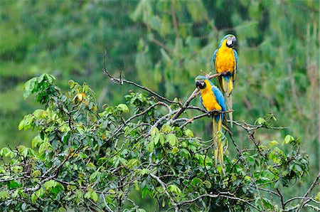 simsearch:862-06541079,k - Two Macaws perched on a branch, Terradentro, Colombia, South America Photographie de stock - Rights-Managed, Code: 862-06541072