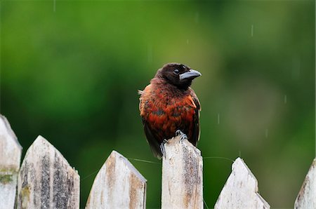 simsearch:862-06541079,k - Bird on fence, Terradentro, Colombia, South America Photographie de stock - Rights-Managed, Code: 862-06541073