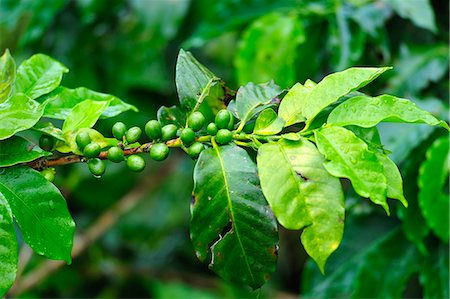 Coffee plant in Buenavista, Colombia, South America Photographie de stock - Rights-Managed, Code: 862-06541117