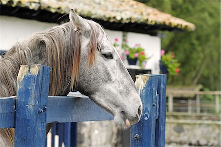 simsearch:400-06517682,k - Thoroughbred horse at the stables at Hacienda Zuleta, Ecuador Stock Photo - Rights-Managed, Code: 862-06541256