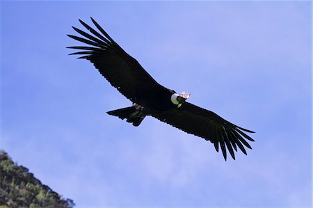 Wild Andean condor in flight at the Condor Huasi rehabilitation project, Hacienda Zuleta, Ecuador Stock Photo - Rights-Managed, Code: 862-06541257