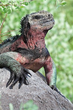 espanola island - Marine iguana basking on a rock, Punta Suarez, Espanola, Galapagos Islands, Ecuador Photographie de stock - Rights-Managed, Code: 862-06541274