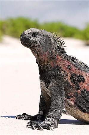 Marine iguana on the beach at Gardner Bay, Espanola, Galapagos Islands, Ecuador Fotografie stock - Rights-Managed, Codice: 862-06541272