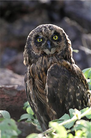 Short eared owl, Genovesa, Galapagos Islands, Ecuador Stock Photo - Rights-Managed, Code: 862-06541285