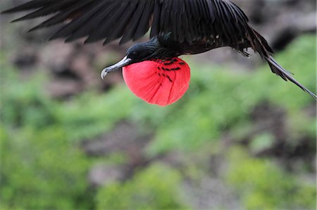 Male great frigatebird in flight, Genovesa, Galapagos Islands, Ecuador Foto de stock - Con derechos protegidos, Código: 862-06541280