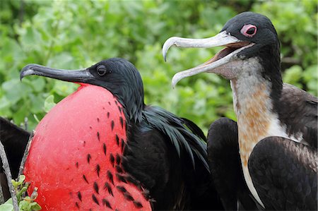 Breeding pair of great frigatebirds, Genovesa, Galapagos Islands, Ecuador Photographie de stock - Rights-Managed, Code: 862-06541281