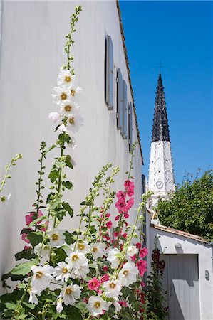 France, Charente Maritime, Ile de Re.  Hollyhocks grow in a quiet side street in the village of Ars en Re, with the distinctive black and white church tower behind. Stockbilder - Lizenzpflichtiges, Bildnummer: 862-06541448