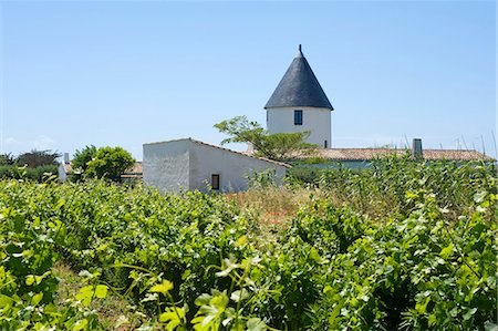 simsearch:862-06541450,k - France, Charente Maritime, Ile de Re.  View across a vineyard towards an the tower of an old windmill now converted into a house just outside the village of Ars en Re. Stockbilder - Lizenzpflichtiges, Bildnummer: 862-06541451