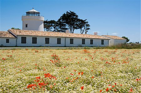 simsearch:862-06541450,k - France, Charente Maritime, Ile de Re.  View across a field of wildliflowers, daisies and poppies towards an old windmill now converted into a house outside the village of Ars en Re. Stockbilder - Lizenzpflichtiges, Bildnummer: 862-06541452