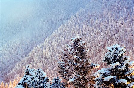 simsearch:862-06541481,k - Europe, France, French Alps, Haute Savoie, Chamonix, snow covered trees at night Photographie de stock - Rights-Managed, Code: 862-06541594