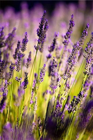 Blooming field of Lavender , Lavandula angustifolia, around Sault and Aurel, in the Chemin des Lavandes, Provence Alpes Cote dAzur, Southern France, France Foto de stock - Con derechos protegidos, Código: 862-06541704