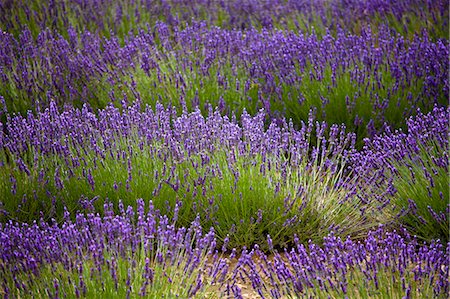 Blooming field of Lavender , Lavandula angustifolia, around Sault and Aurel, in the Chemin des Lavandes, Provence Alpes Cote dAzur, Southern France Photographie de stock - Rights-Managed, Code: 862-06541717