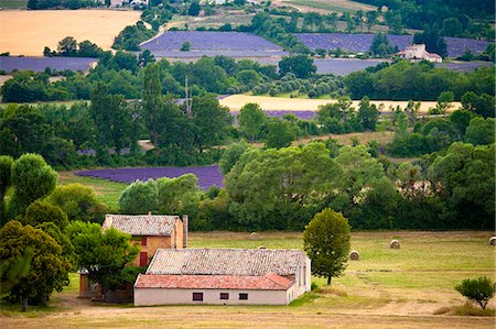 Blooming field of Lavender , Lavandula angustifolia, around Sault and Aurel, in the Chemin des Lavandes, Provence Alpes Cote dAzur, Southern France Photographie de stock - Rights-Managed, Code: 862-06541718