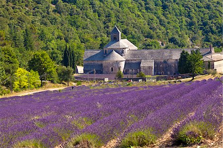 Blooming field of Lavender , Lavandula angustifolia, in front of Senanque Abbey, Gordes, Vaucluse, Provence Alpes Cote dAzur, Southern France, France Stock Photo - Rights-Managed, Code: 862-06541719