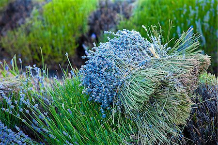 Blooming field of Lavender , Lavandula angustifolia, around Sault and Aurel, in the Chemin des Lavandes, Provence Alpes Cote dAzur, Southern France, France Foto de stock - Con derechos protegidos, Código: 862-06541713