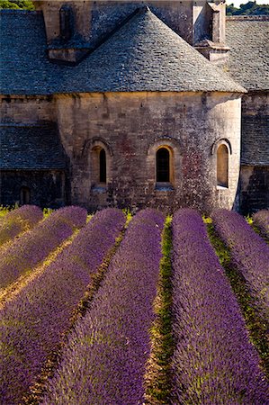 simsearch:862-08090159,k - Blooming field of Lavender , Lavandula angustifolia, in front of Senanque Abbey, Gordes, Vaucluse, Provence Alpes Cote dAzur, Southern France, France Foto de stock - Con derechos protegidos, Código: 862-06541724