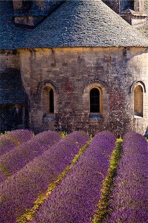 simsearch:862-06541757,k - Blooming field of Lavender , Lavandula angustifolia, in front of Senanque Abbey, Gordes, Vaucluse, Provence Alpes Cote dAzur, Southern France, France Stock Photo - Rights-Managed, Code: 862-06541725