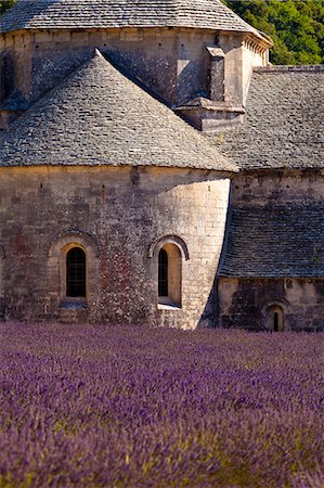simsearch:862-06541512,k - Blooming field of Lavender , Lavandula angustifolia, in front of Senanque Abbey, Gordes, Vaucluse, Provence Alpes Cote dAzur, Southern France, France Photographie de stock - Rights-Managed, Code: 862-06541720