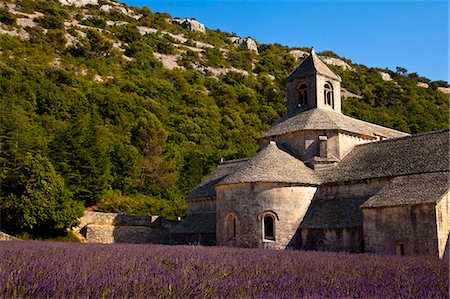 Blooming field of Lavender , Lavandula angustifolia, in front of Senanque Abbey, Gordes, Vaucluse, Provence Alpes Cote dAzur, Southern France, France Photographie de stock - Rights-Managed, Code: 862-06541721